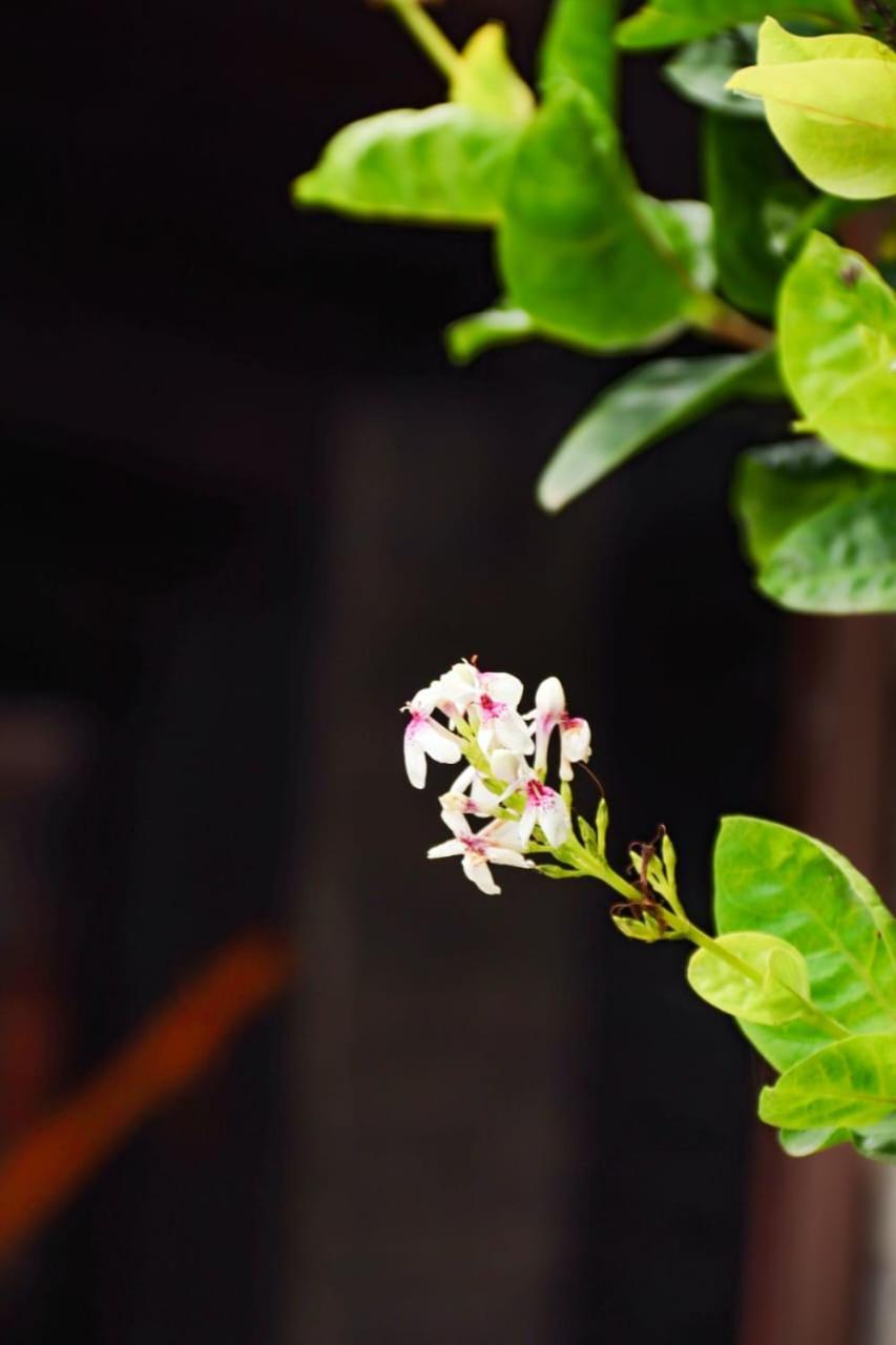 Suites E Cafe Recanto Da Arvore Arraial do Cabo Bagian luar foto
